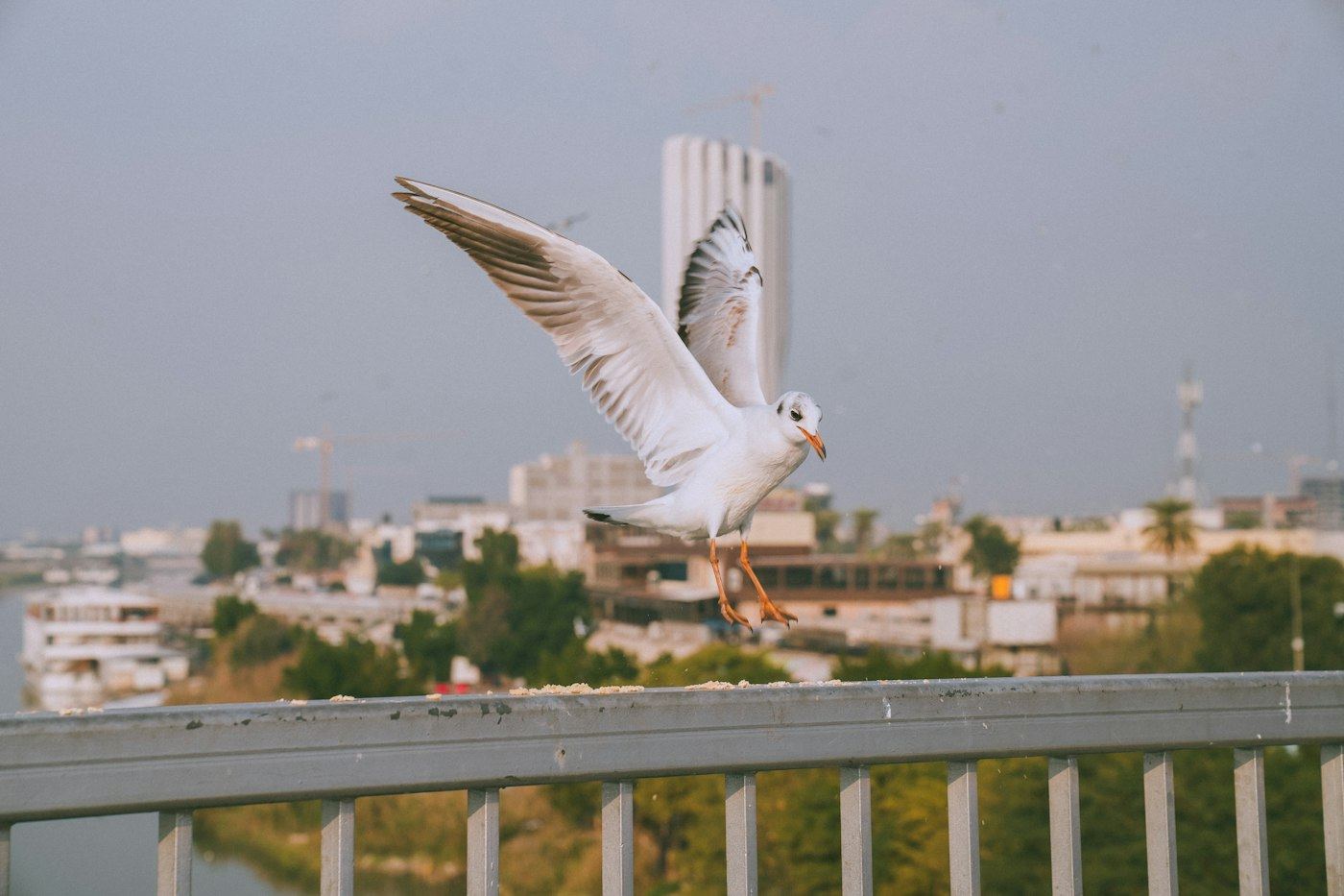 A gull over the Tigris in Baghdad